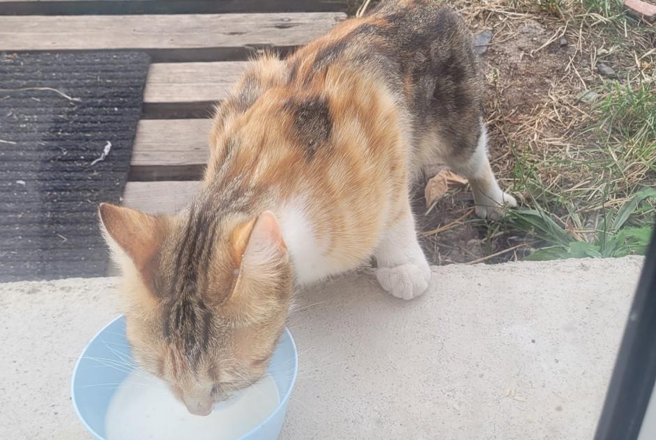 Fundmeldung Katze rassenmischung Weiblich , 3 Jahre Saint-Romain-le-Puy Frankreich