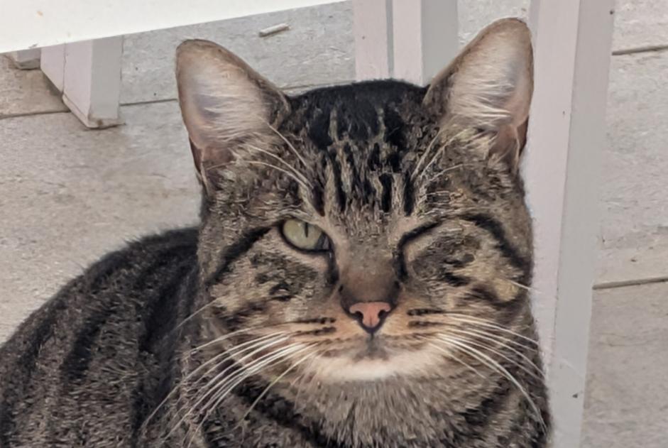 Alerte Découverte Chat  Mâle , 4 ans Noisy-le-Grand France