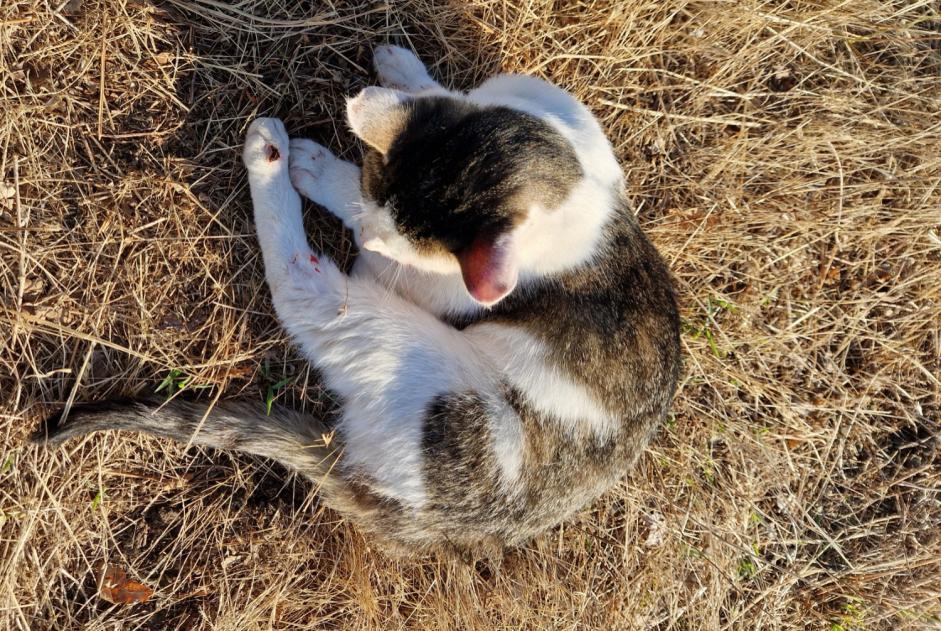 Alerta descoberta Gato Fêmea Cottance France